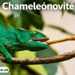 chameleónovité