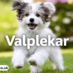 valplekar
